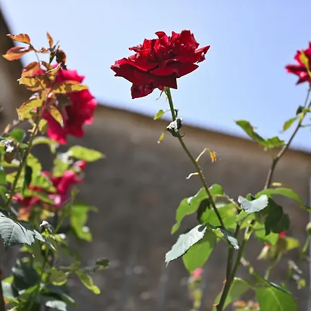 ιkia Zmas Dom wakacyjny Argalasti