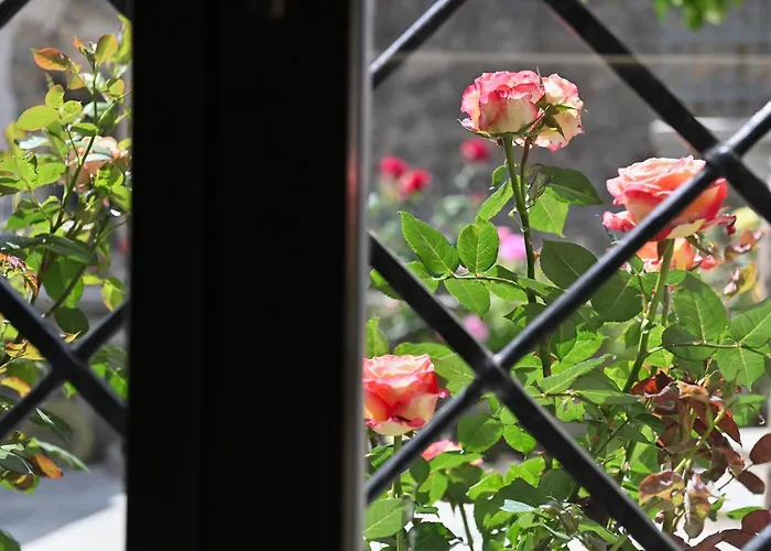 ιkia Zmas * 阿尔加拉斯蒂